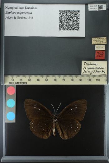 Media type: image;   Entomology 16613